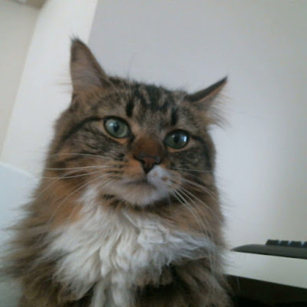 Meet your Posher, Livy